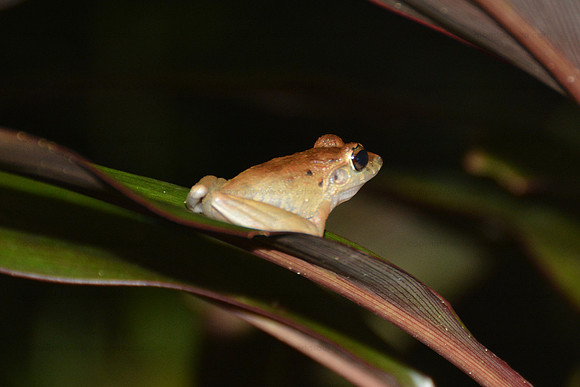 Pigmy Rain Frog, Drake Bay