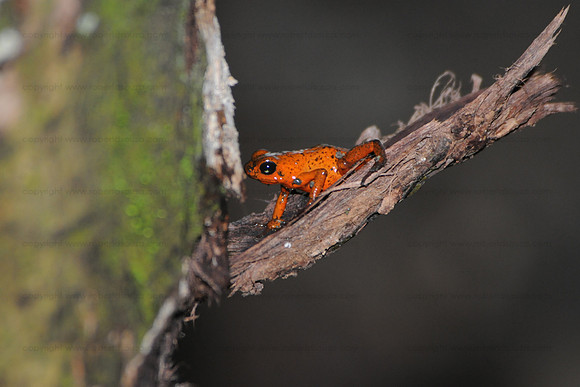 Poison Dart Frog Puerto Limon