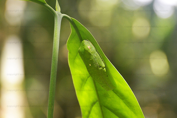 Red-eyed Tree Frog in camouflage mode, Drake Bay