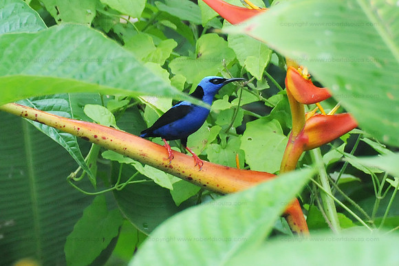 Red-legged Honeycreeper, Drake Bay