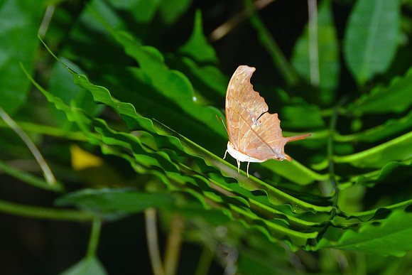 Ruddy Daggerwing butterfly - Corcovado NP