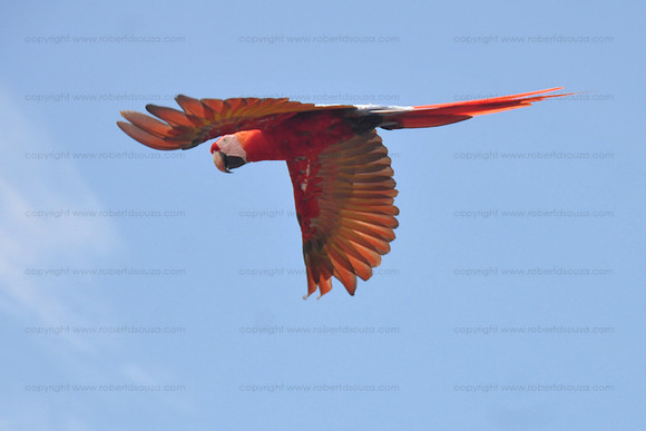 Scarlet Macaw, Corcovado NP
