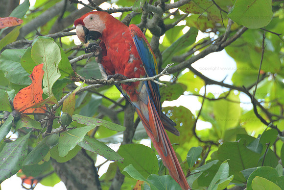 Scarlet Macaw2, Corcovado NP