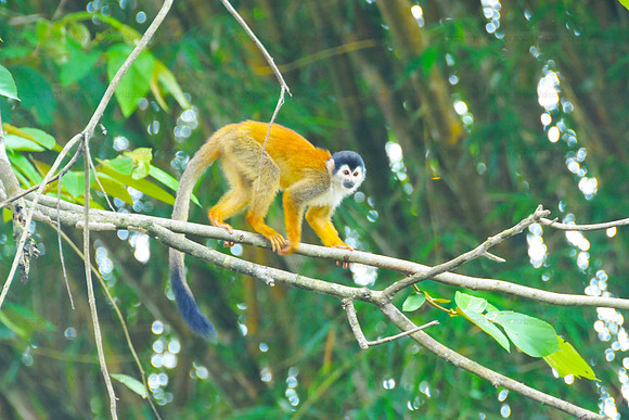 Squirrel monkey - Corcovado NP