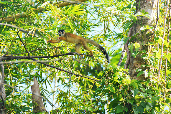 Squirrel Monkey, Drake Bay