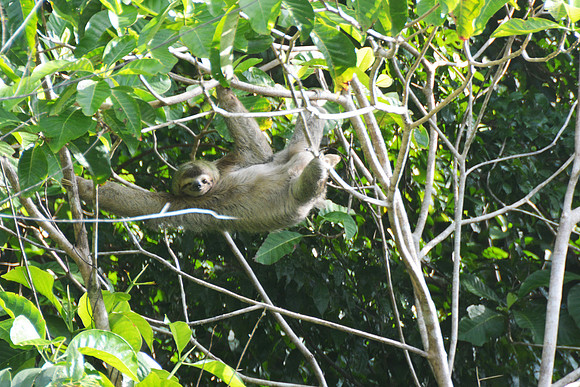 Three-toed Sloth, Corcovado NP