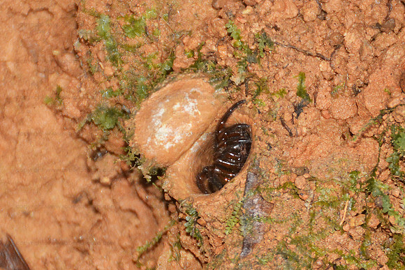 Trap-door Spider, Drake Bay