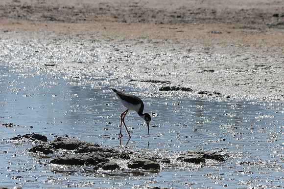 Black-winged Stilt, Sombrero Chino