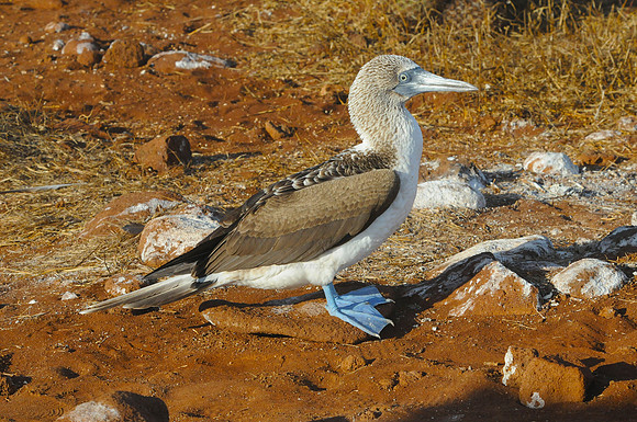 Blue-footed Booby, Espanola