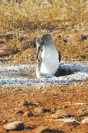Blue-footed Booby with chick, Espanola