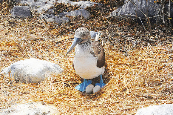 Blue-footed Booby with eggs, Espanola