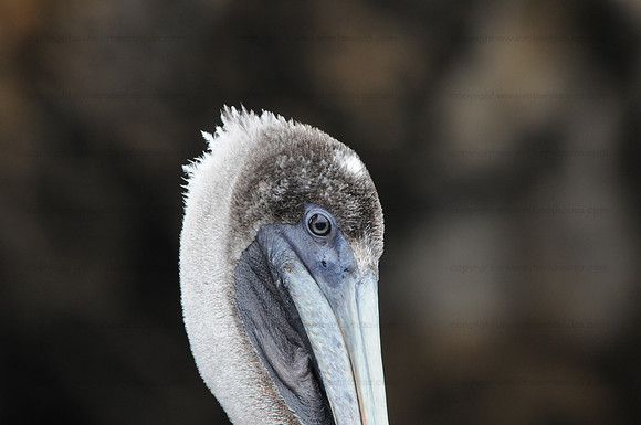 Brown Pelican portrait, Bartolome