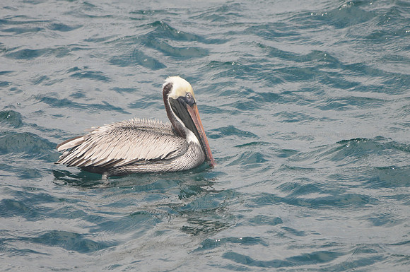 Brown Pelican, North Seymour
