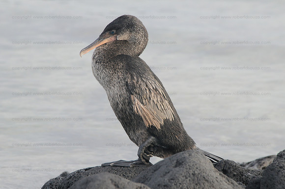 Flightless Cormorant, Isabela