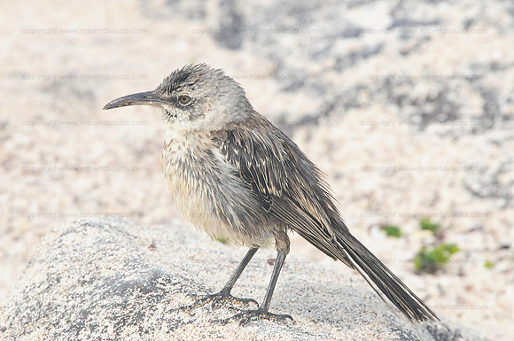 Espanola Mocking Bird