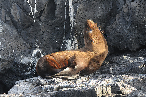 Galapagos Fur Seal, Santiago