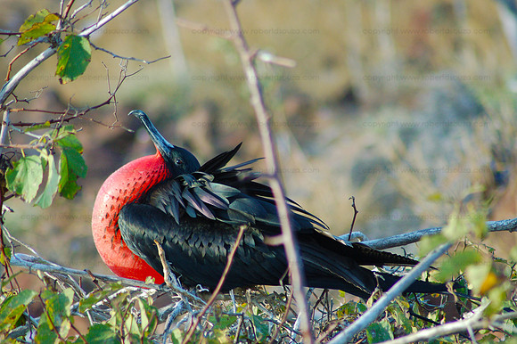 Great Frigatebird, North Seymour