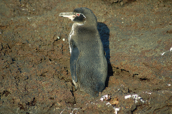 Galapagos Penguin, Cerro Dragon