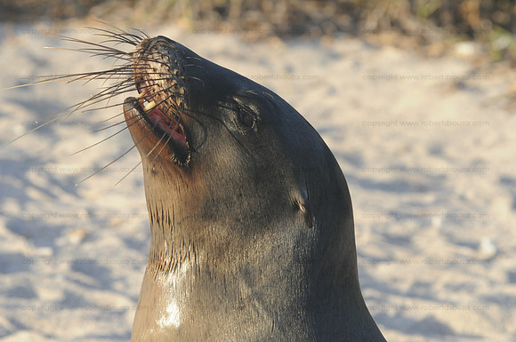 Galapagos Sea Lion, North Seymour