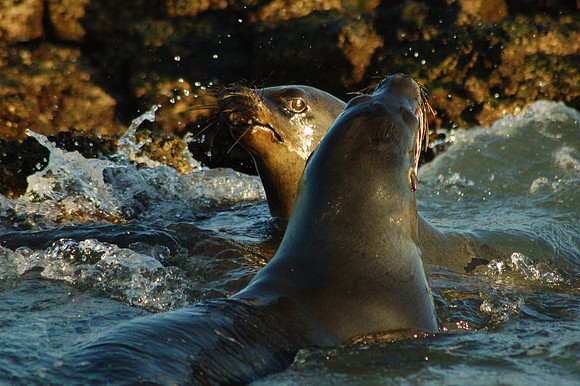 Galapagos Sea Lions sparring, Cerro Dragon