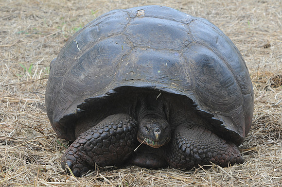 Galapagos Tortoise2, Santacruz