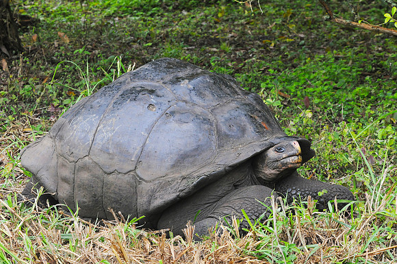 Galapagos Tortoise, Santacruz