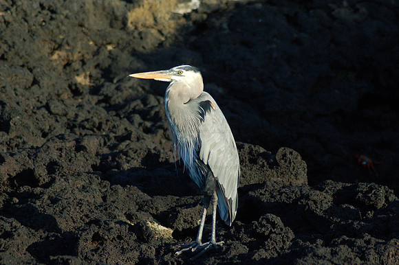 Great Blue Heron, Cerro Dragon