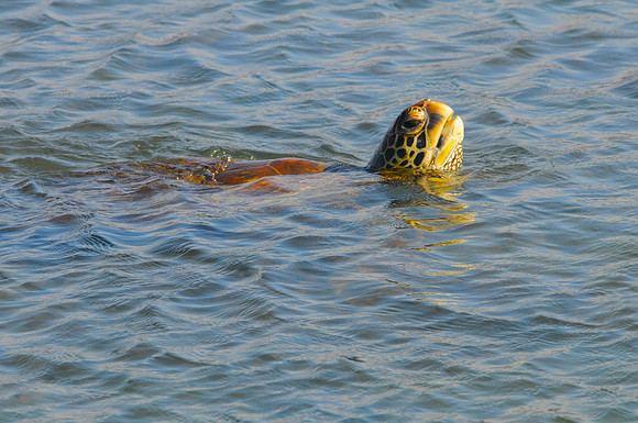 Green Sea Turtle, Isabela