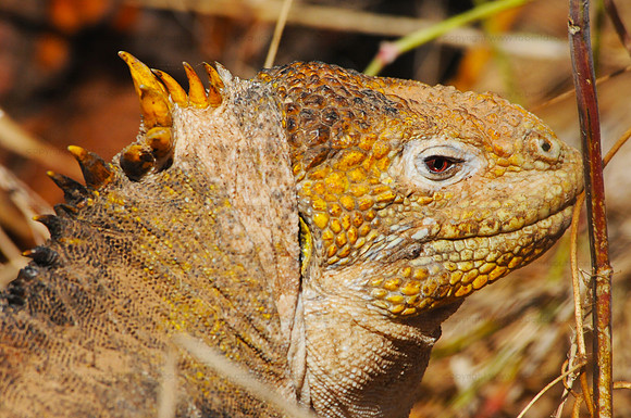 Galapagos Land Iguana, Cerro Dragon