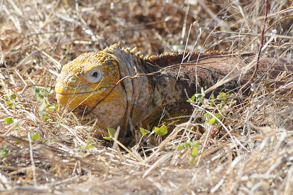 Galapagos Land Iguana2, Cerro Dragon