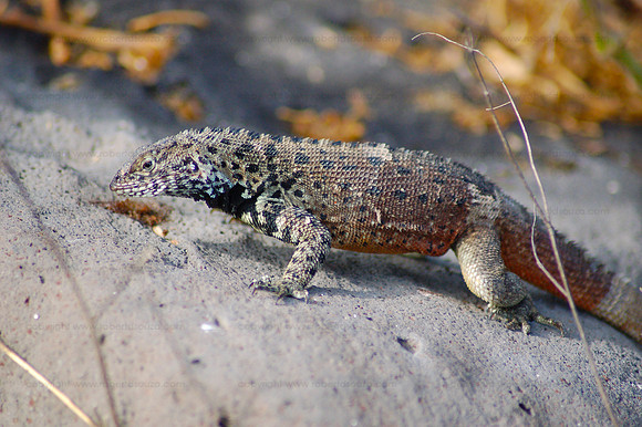 Lava Lizard, Bartolome
