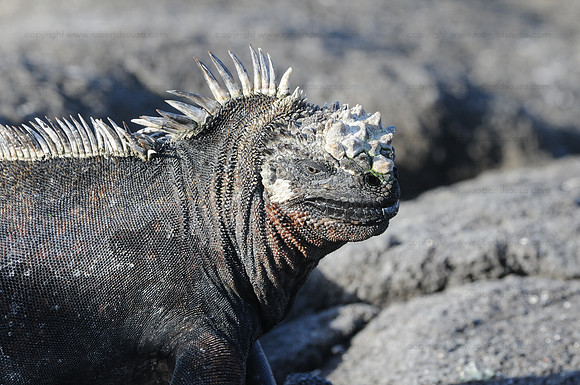 Marine Iguana, Isabela
