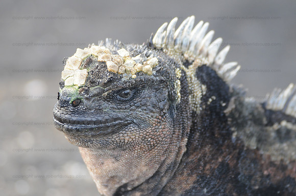 Marine Iguana, Santiago
