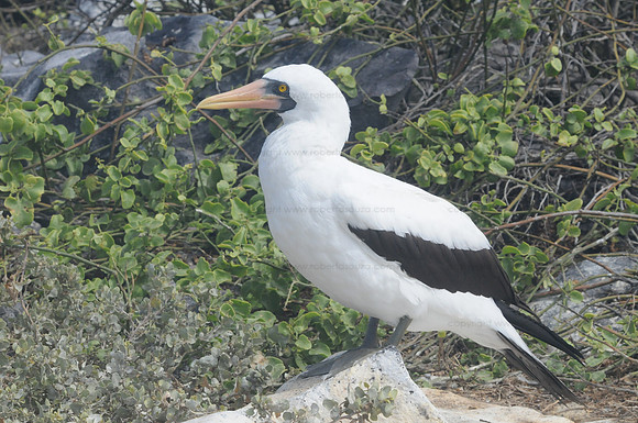 Nazca Booby, Espanola