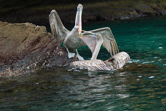 Pelican feeding, Cerro Dragon