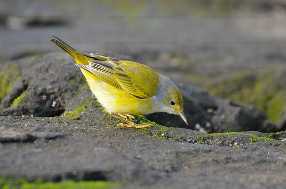 Prothonotary warbler, Santiago