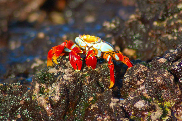 Sally Lightfoot crab, Sombrero