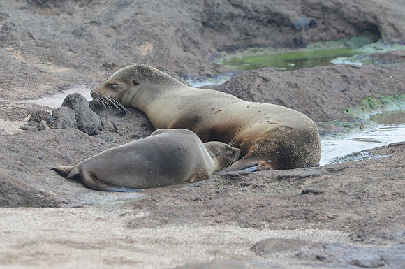 Galapagos Sealion with pup, Bartolome