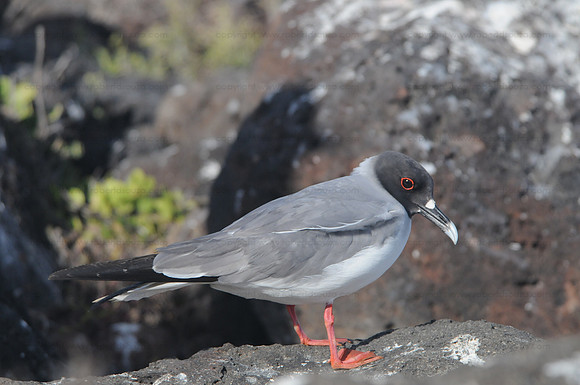 Swallow-tailed Gull, North Seymour
