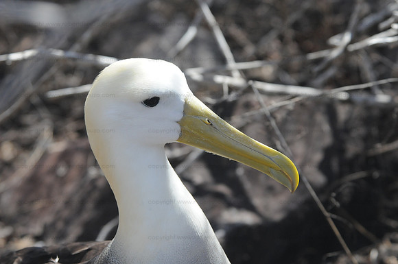 Waved Albatross, Espanola