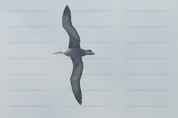 Waved Albatross in flight, Espanola