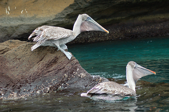 Young pelicans, Cerro Dragon