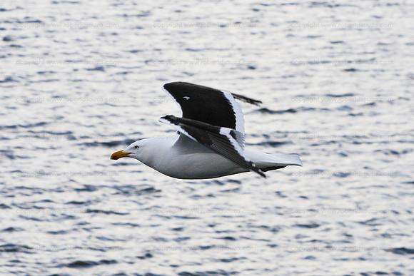 Kelp gull in flight, Ushuaia, Argentina