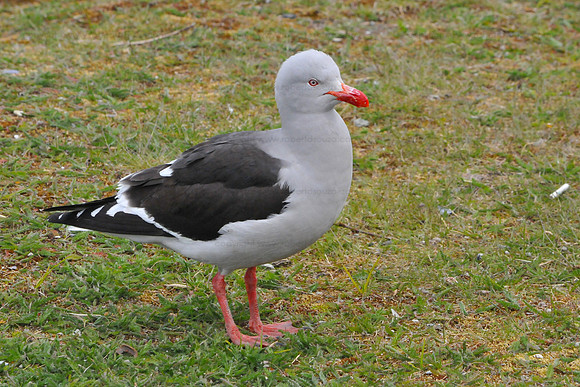 Dolphin gull Ushuaia, Argentina