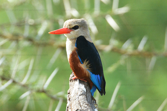 Gray headed Kingfisher, Amboseli NP