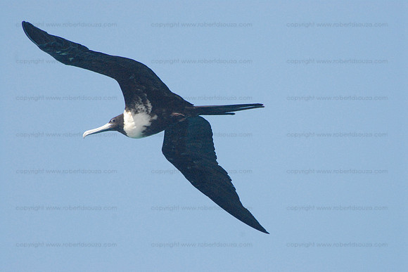 Magnificent Frigatebird in flight