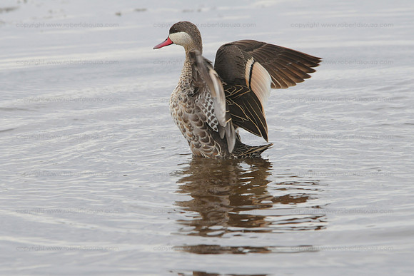 Red-billed duck, Serengeti NP