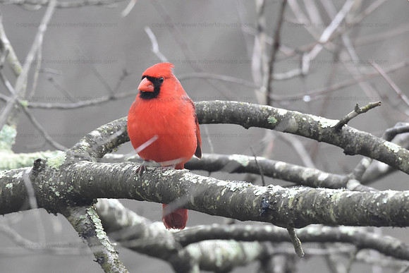 Northern cardinal, Occoquan NWR