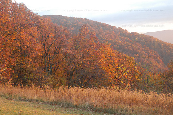 Fall colors, Shenandoah NP