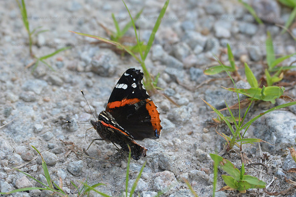 Red admiral butterfly, Occoquan NWR